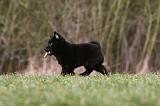 SCHIPPERKE 775